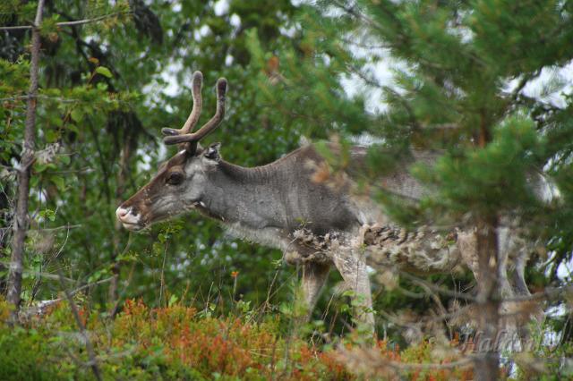 Norwegia (271).JPG - Fińska Laponia - władcy lasów